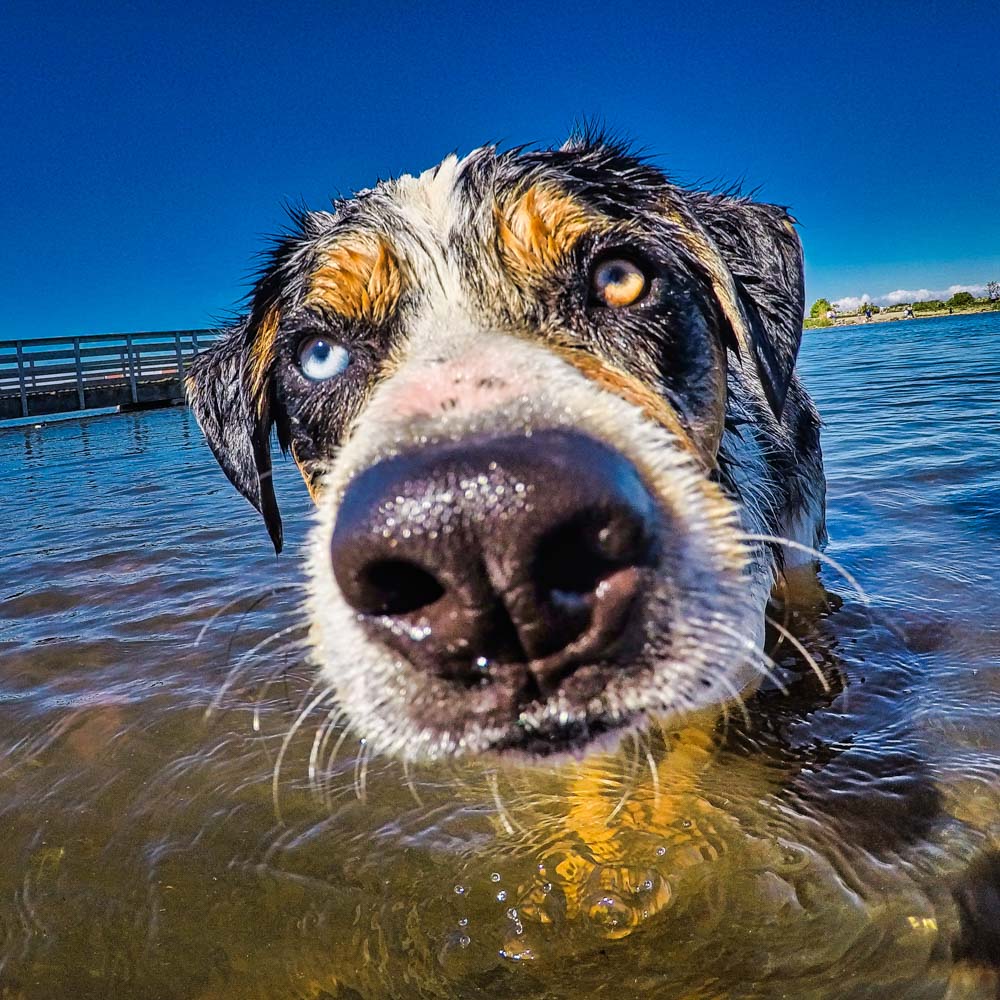 photo of dog's face and eyes