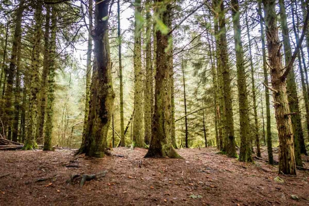 forest trees on moel famau