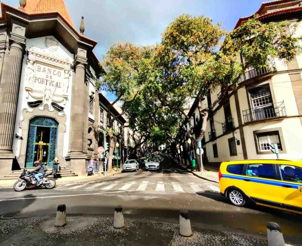 funchal trees