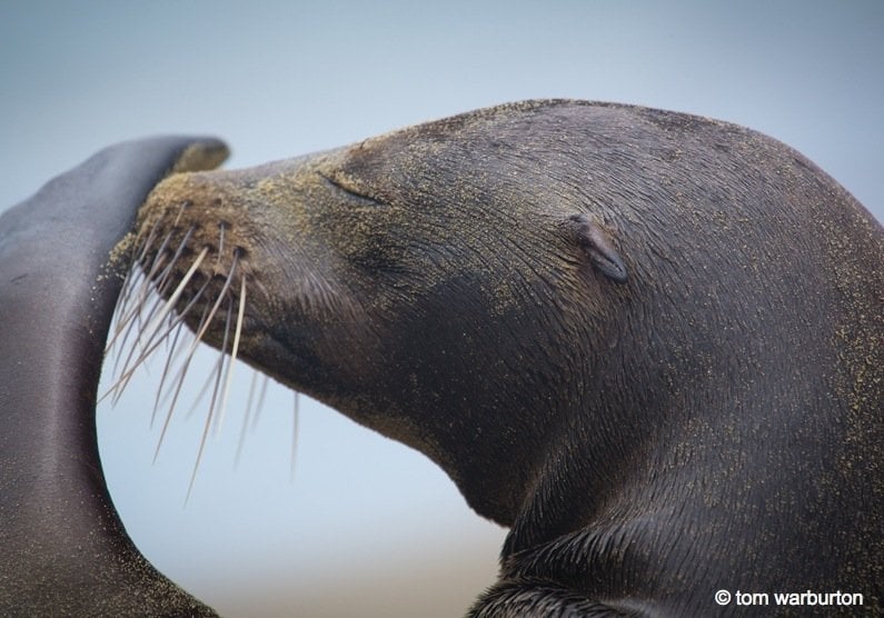 Galapagos Sea Lions (Zalophus wollebacki) – at Punta Pitt beach on San Cristobal Island