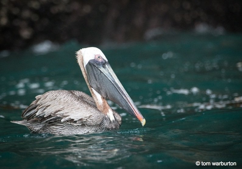 Brown Pelican (Pelecanus occidentalis urinator)