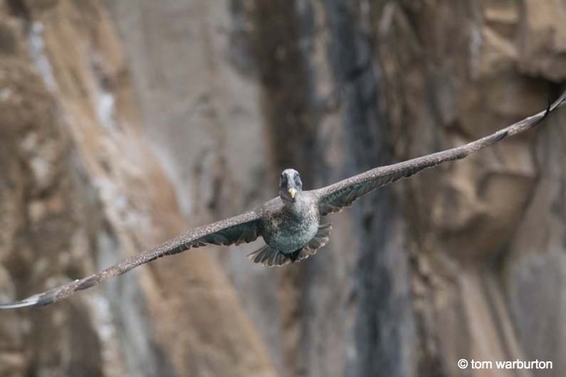 Brown Pelican (Pelecanus occidentalis urinator) - in flight