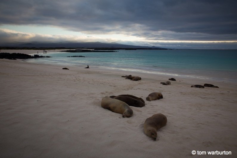 Galapagos Sea Lion (Zalophus wollebacki) – at Cerro Brujo Beach, San Cristobal Island