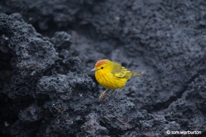 Yellow Warbler (Dendroica petechial aureola) – at Cerro Brujo Beach, San Cristobal Island