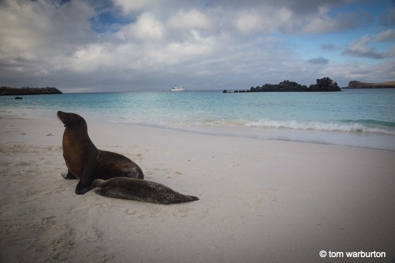 Galapagos Sea Lion (Zalophus wollebacki) – At Gardner Bay on Espanola Island with La Pinta in the background