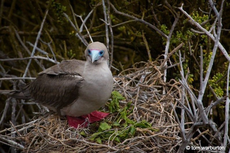 Red Footed Boobie (Sula sula websteri) – on San Cristobal Island