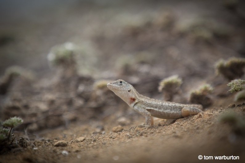 San Cristobal Lava Lizard (Microlophus bivttatus)