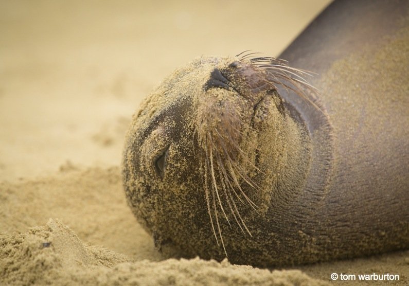 Galapagos Sea Lions (Zalophus wollebacki) – at Punta Pitt beach on San Cristobal Island