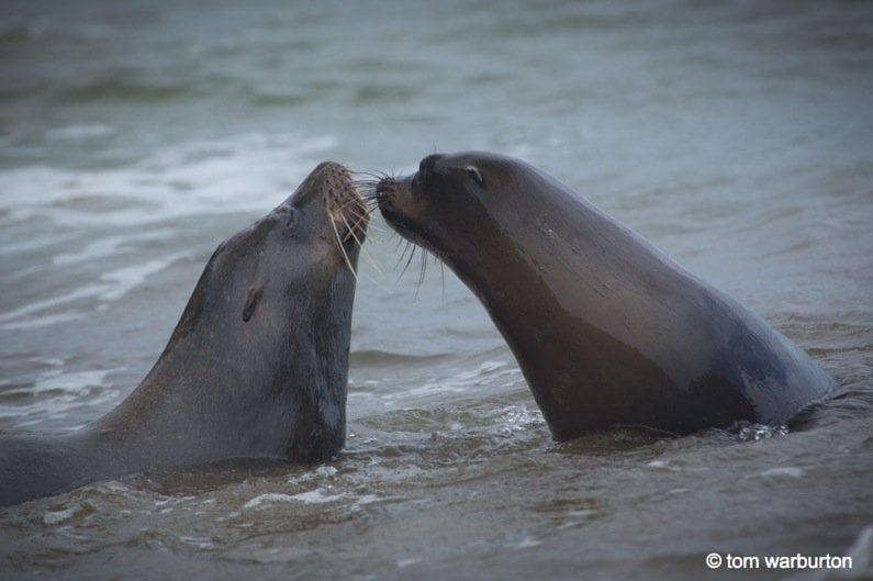 Galapagos Sea Lion (Zalophus wollebacki) – at Punta Pitt beach on San Cristobal Island