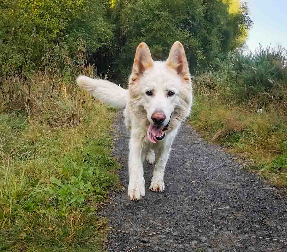 german shepherd out and about