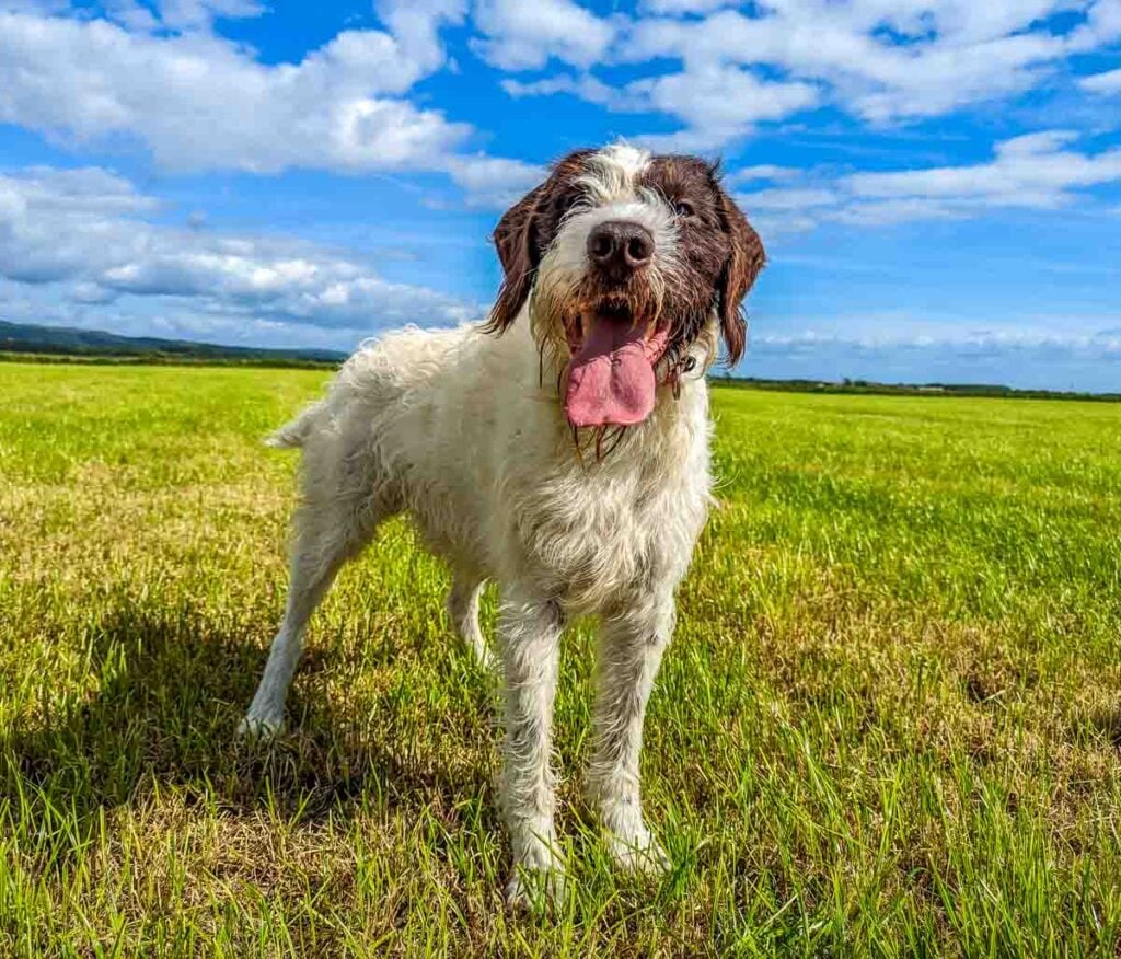 german wirehaired pointer on the grass