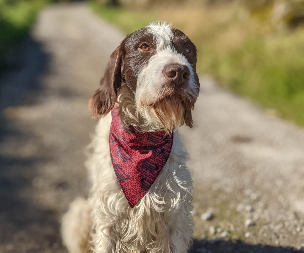 german wirehaired pointer sitting