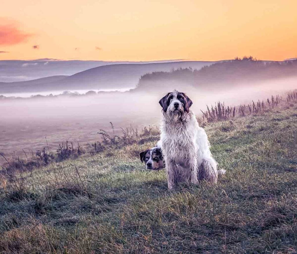 german wirehaired pointer sunset