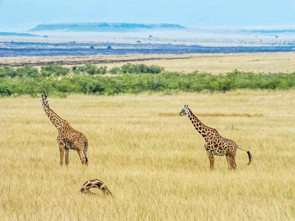 giraffes walking