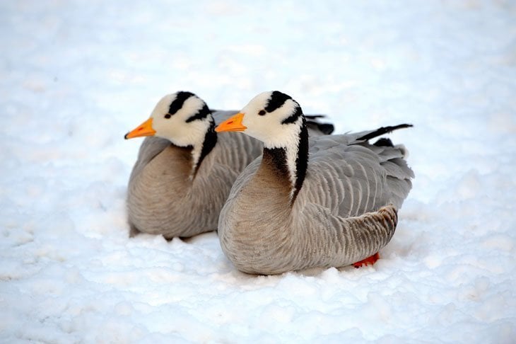 Animals Living The High Life in Altitude