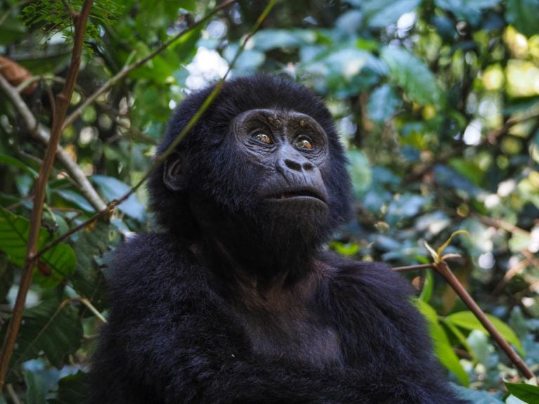 Gorilla Trekking In Uganda – An Experience Of A Lifetime