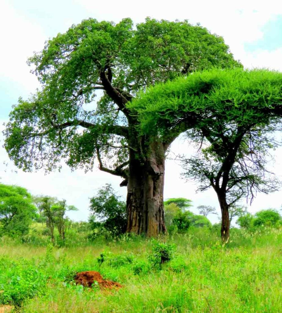 green baobab tree