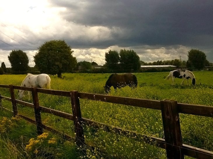 A Walk Through Hackney Marshes