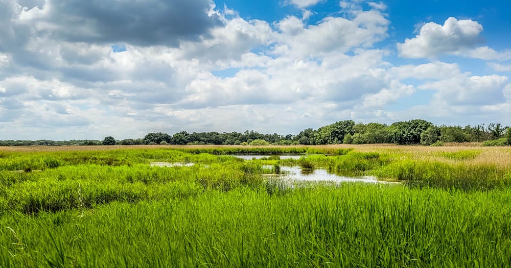 hickling broad nature reserve