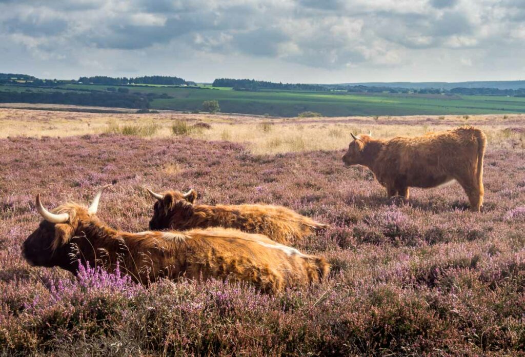 highland cattle in the heather