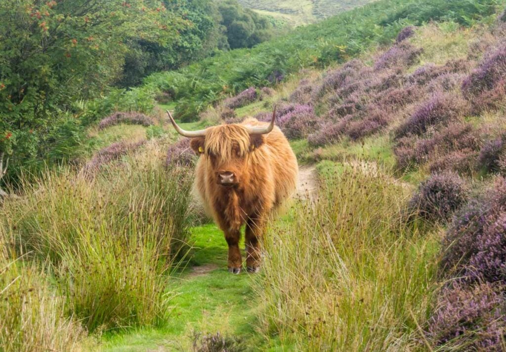 highland cattle on the path