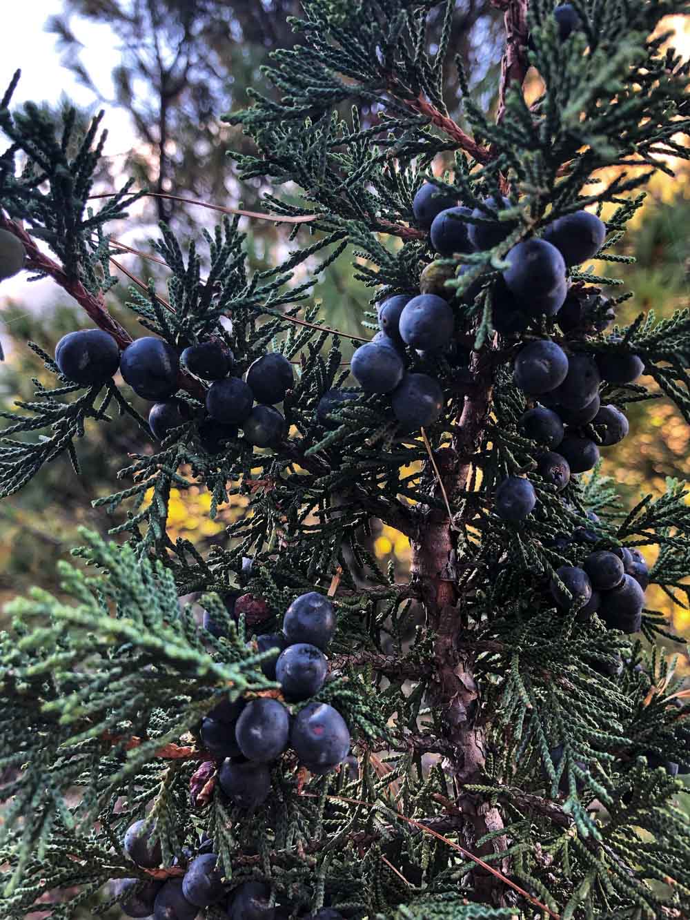 Himalya Juniper