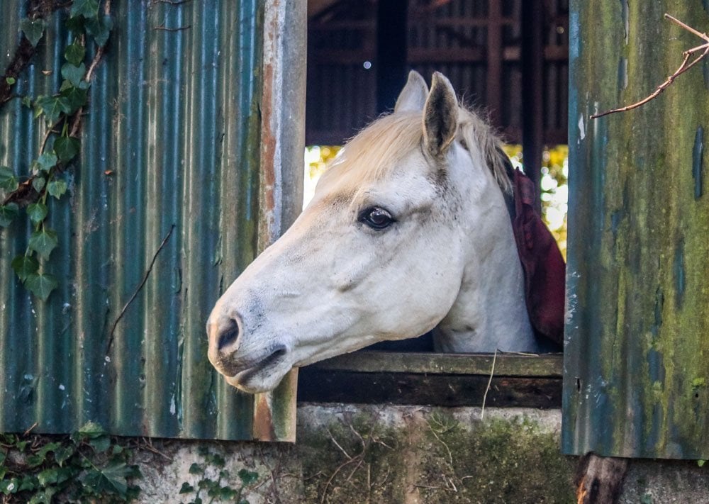 horse looking out of stable