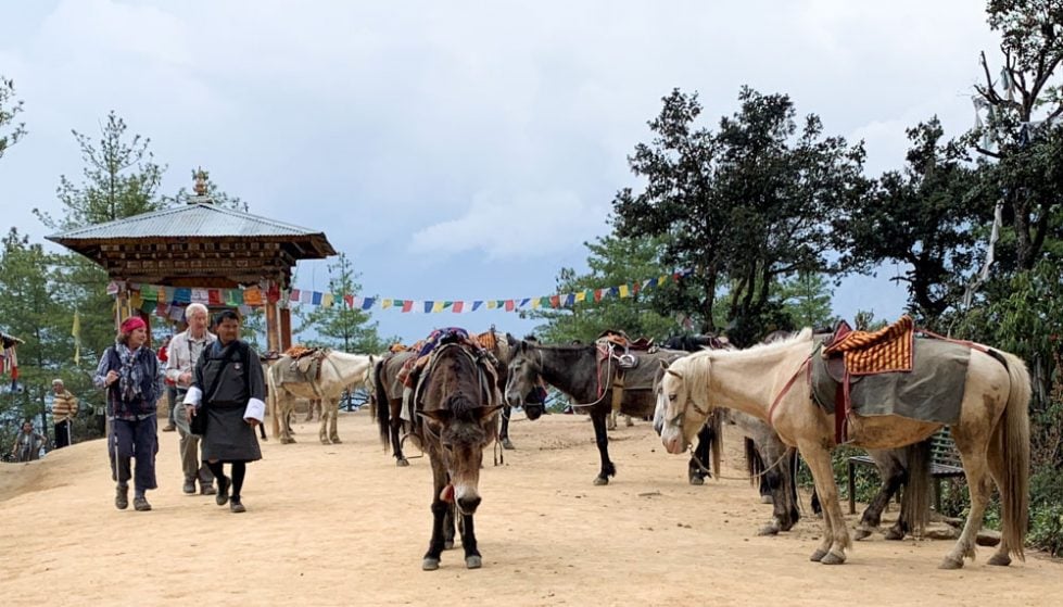 horses resting half way