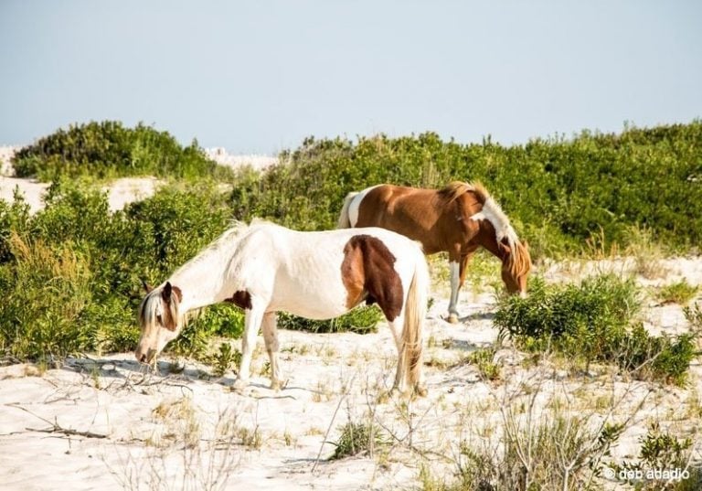 Wild Horses of Assateague Island