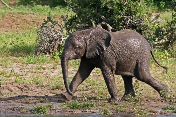 Botswana – The Elephants of Chobe National Park