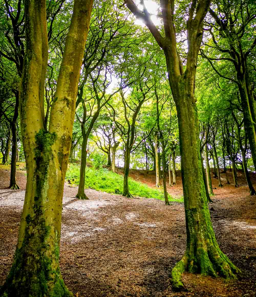 Beech woods at Tandle Hill