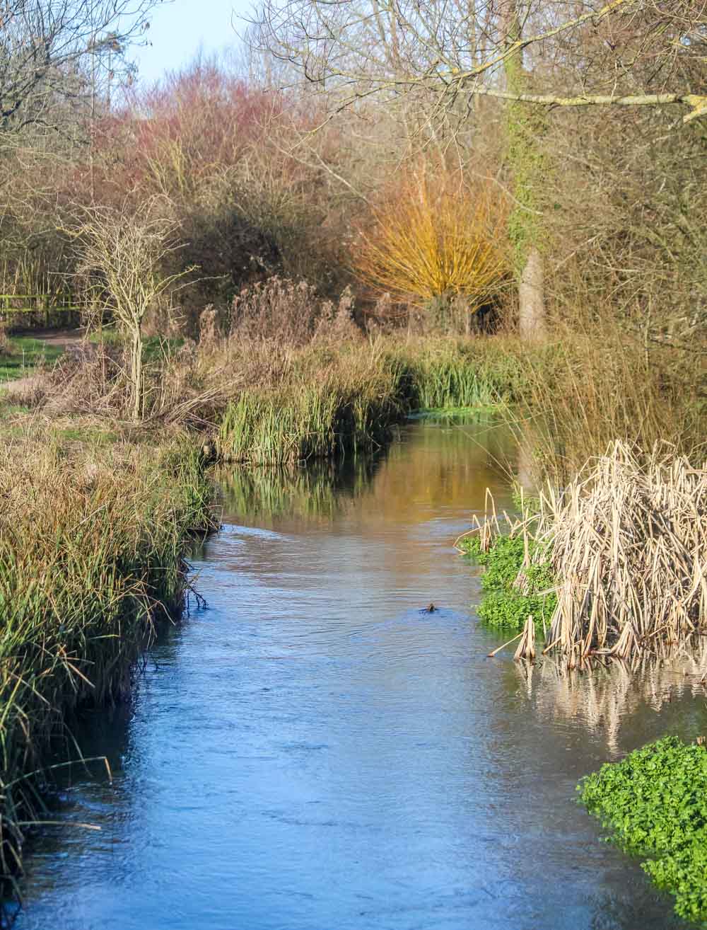 A Walk Around Rooksbury Mill Nature Reserve - Andover 10