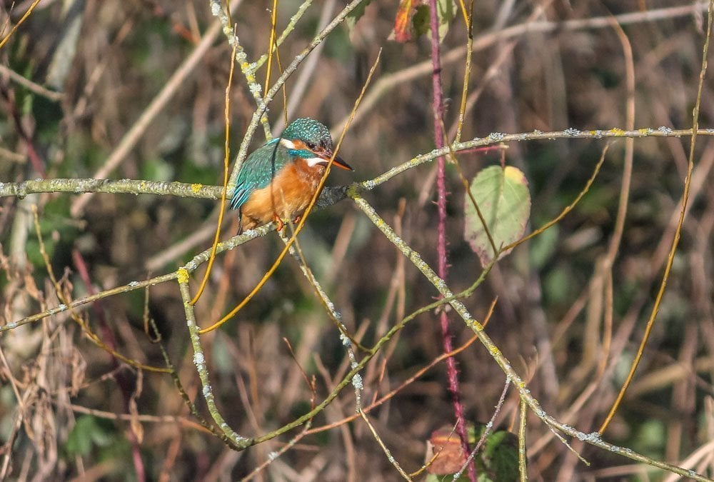 A Walk Around Rooksbury Mill Nature Reserve - Andover 6