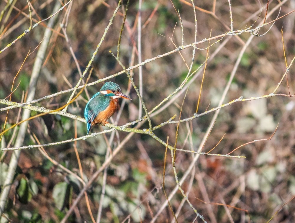 A Walk Around Rooksbury Mill Nature Reserve - Andover 7