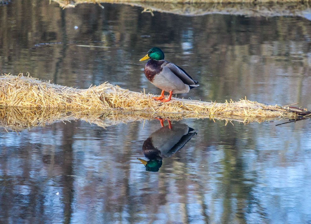 A Walk Around Rooksbury Mill Nature Reserve - Andover 3