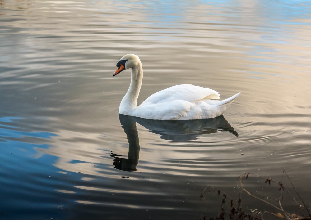 A Walk Around Rooksbury Mill Nature Reserve - Andover 5