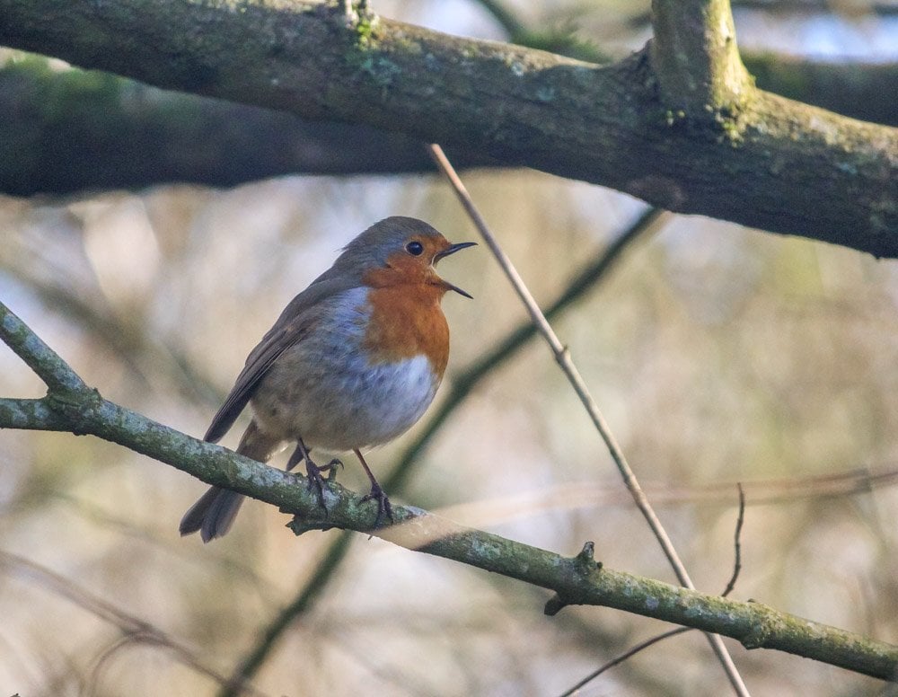 A Walk Around Rooksbury Mill Nature Reserve - Andover 9