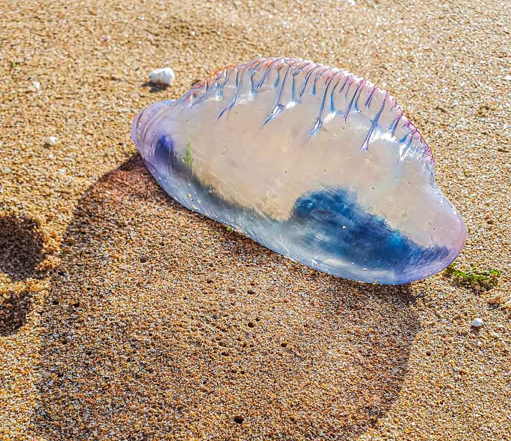 jellyfish on beach