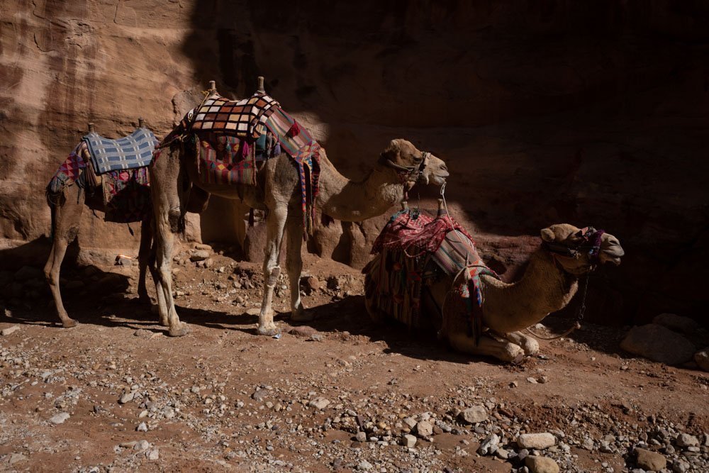 camels at petra, Jordan