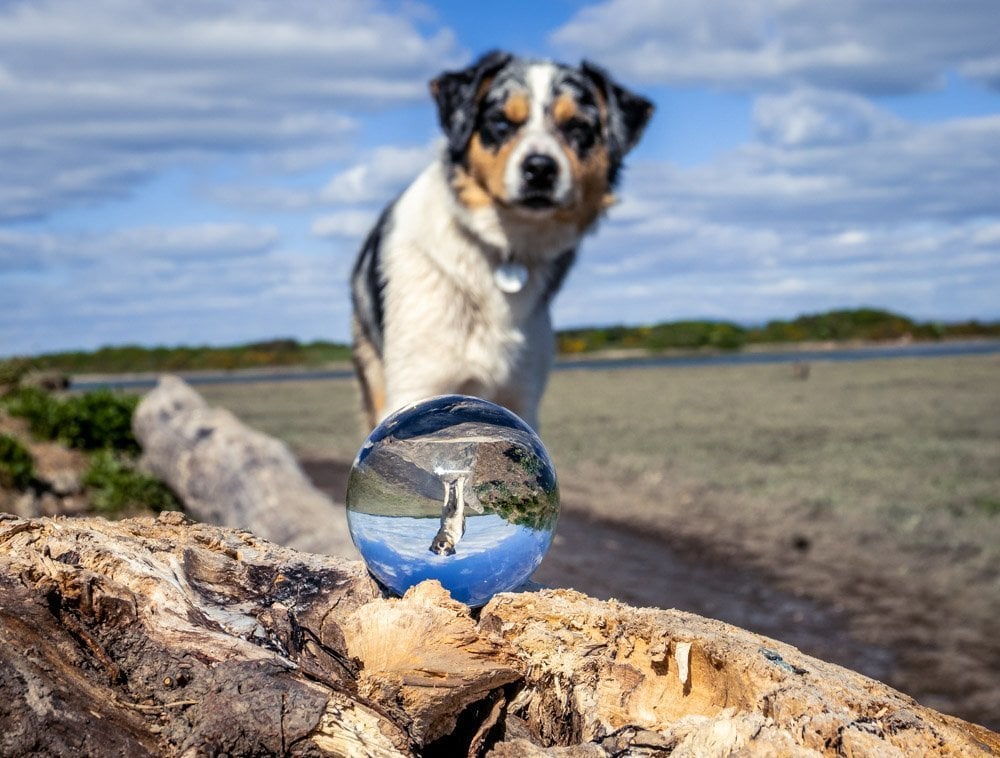 lensball pet photography