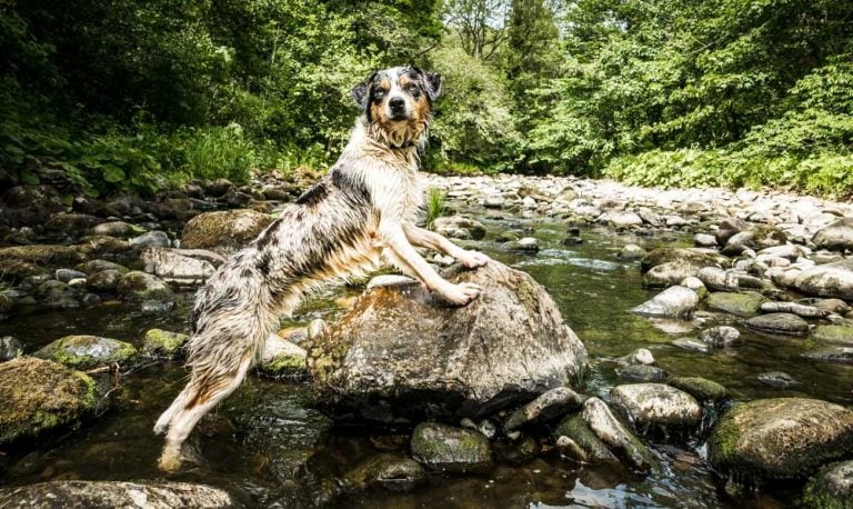 A Brock Bottom Dog Walk And Paddle