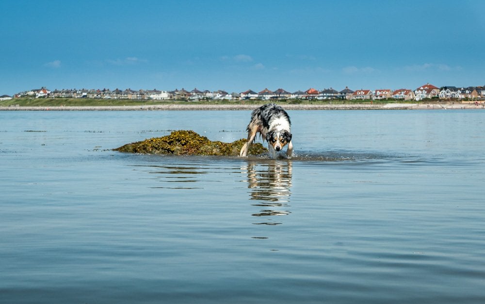 dog in the sea lancashire