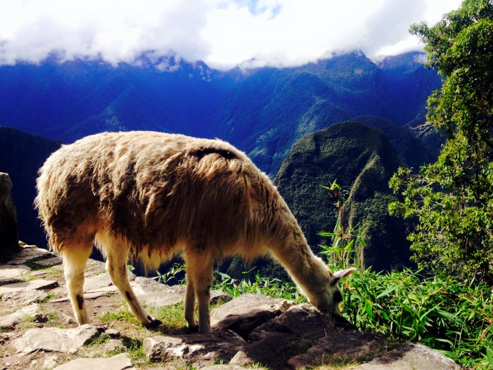 lama at machu picchu