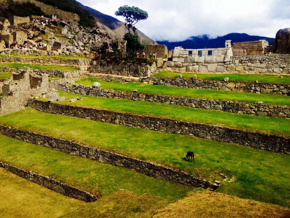 Lama on terraces of machu picchu