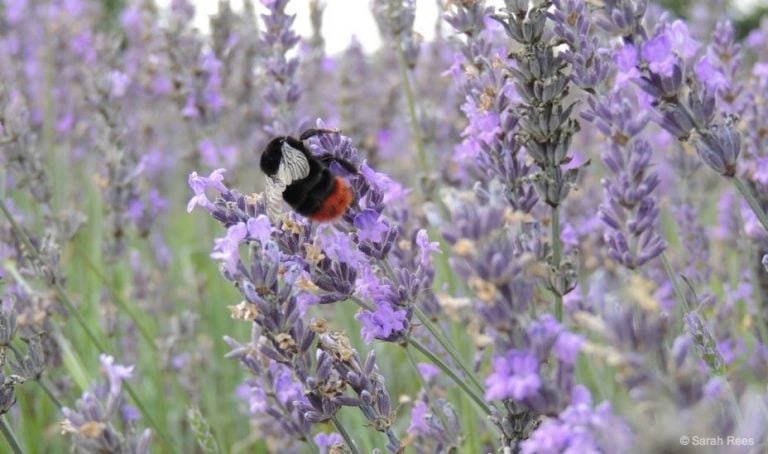 A Lavender Field Escape – A Good Summer Vibe