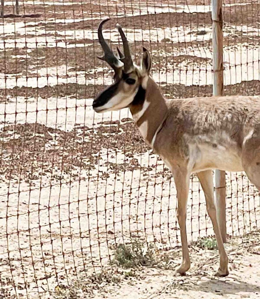 male by fence