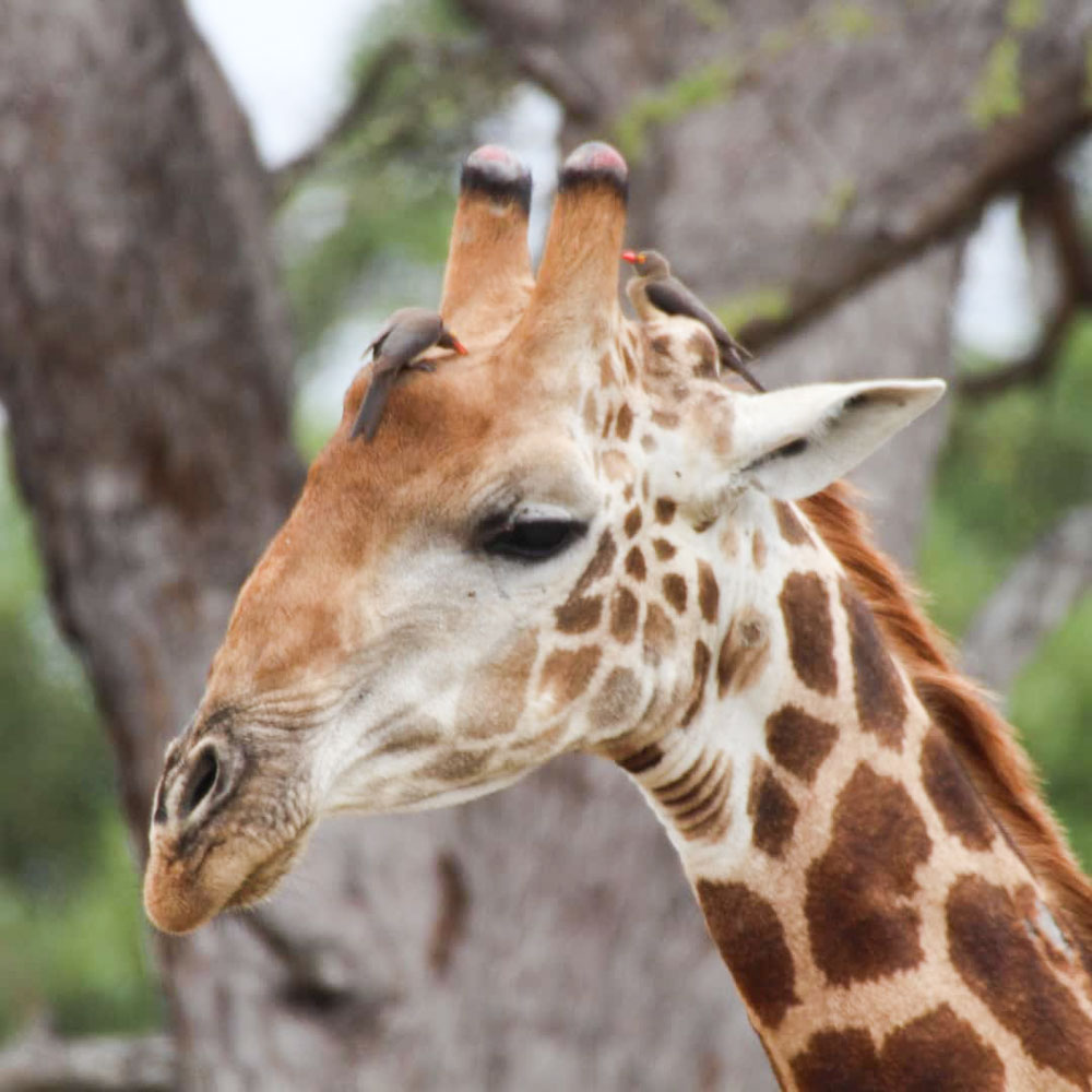 male giraffe horns