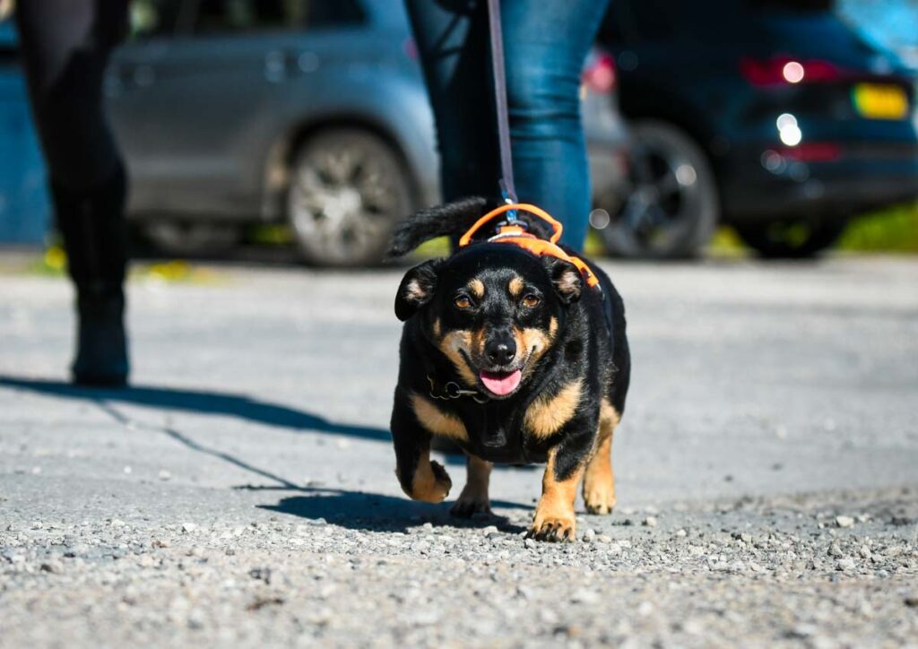 mantrailing UK dog