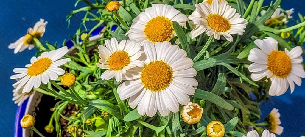 Marguerite Daisies