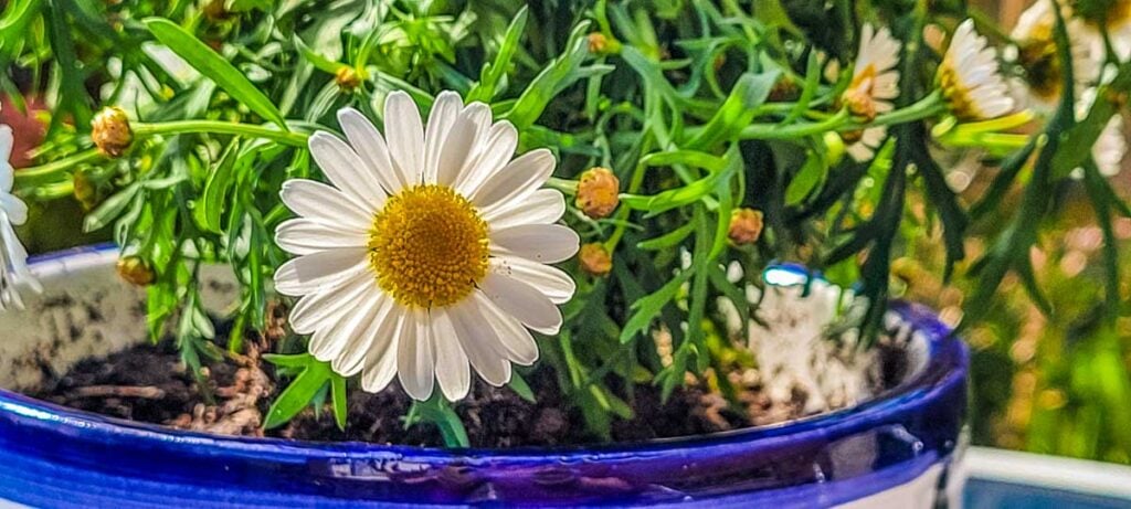 Marguerite Daisies planted